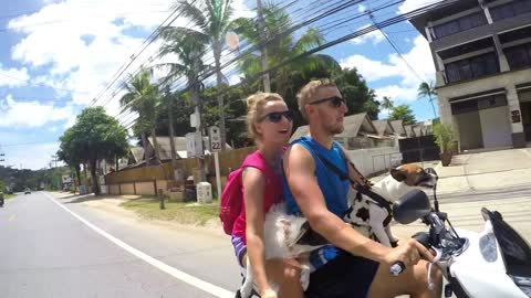 Happy Lifestyle Couple on Scooter with Dogs