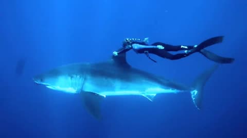 The Ocean and its beautiful animals 🤩🤩🤩