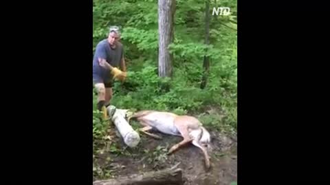 Deer With Head Trapped In A Tree
