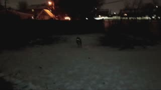 Luna running like the wind non stop. (Alaskan Malamute)