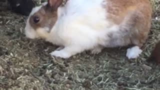 A cute rabbit eating with goats. Cute pets