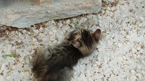 Two Kittens Playing Near A Block