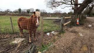 Horse came over to say hello