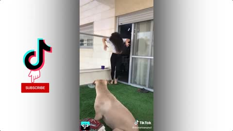 Kulikitaka Challenges - Animal Version - TikTok compilation