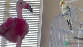 This cockatiel has an epic reaction to her owner's giant new flamingo