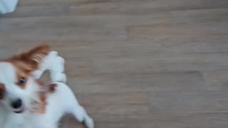 Papillon Puppy Dog Learning To Dance with a Human