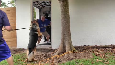 Insane Guard Dog Training Step by Step!