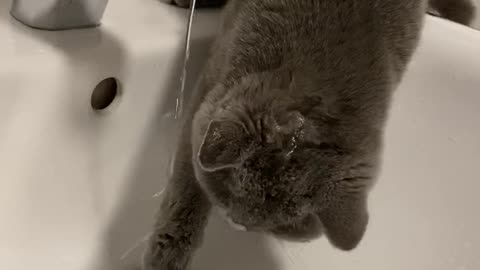 baby cat loves water and plays with it.