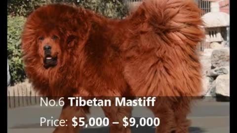 TOP 10 MOST EXPENSIVE DOG BREEDS