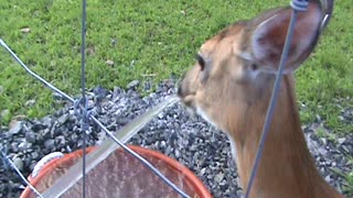 Doe drinking from water hose. Followed by some Kisses.