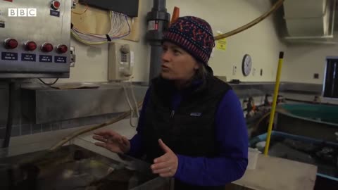 Antarctic sea creatures 'stressed to the max' - BBC News