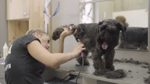 Female groomer takes care of the long dog's hair on his belly holding his leg up