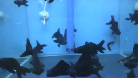 Many telescope kinguios in the aquarium, are black and with big eyes [Nature & Animals]