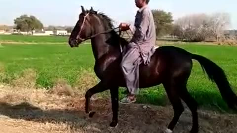 Horse dance very dashing