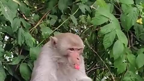 funny Video of Monkey Eating