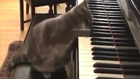 Purrfect Harmony: A Musical Cat's Serenade