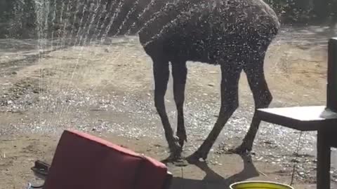 Momma Moose Showers Under the Sprinkler