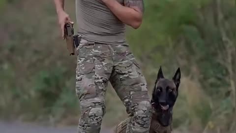 Army Dog with gun