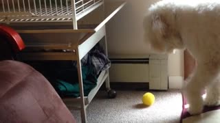 White goldendoodle dog picks up yellow ball but drops it and looks inside bird cage twice