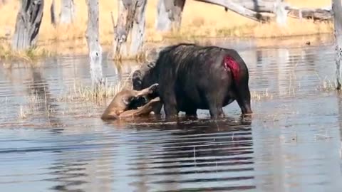 Drama - Lion and Buffalo fight