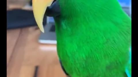 Eclectus Parrot is Such A Funny Pet