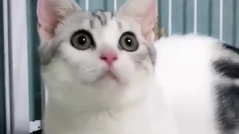 cute cat lovely eyes , Funniest Cats, Best Funny Cat Videos Of This Week #short 53