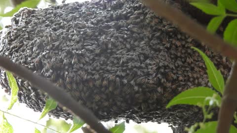 Wild bee nest