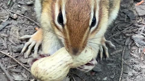 Looking after the chipster