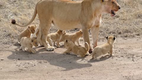 ADORABLE! SIX LION CUBS enjoy their first outdoor adventure. cute and adorable