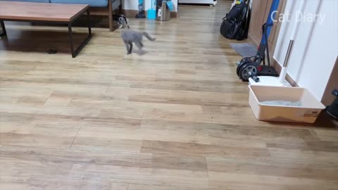 Kittens fighting American shorthair vs. Russian Blue