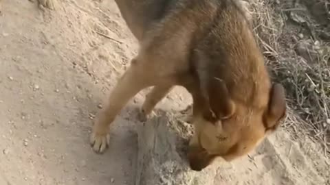 Amazing exercise by the Dog what exercise?????👌👌👌♥️♥️♥️watch