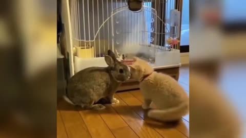 Funny Animals Сompilation 👍 Best Of The 😹 2020-2021 🤣 #09