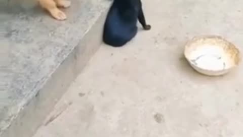 FUNNY DOG AND CAT FIGHTING 🐈🤣