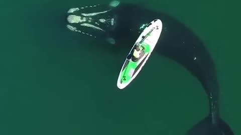 Baleia Franca Austral, em um encontro fenomenal na costa da Argentina