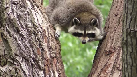 Raccoon Climbing Down A Tree