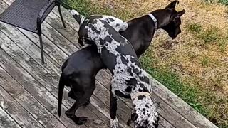 Goofy Great Danes Get A Bit Tangled Up