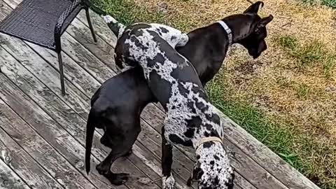 Goofy Great Danes Get A Bit Tangled Up