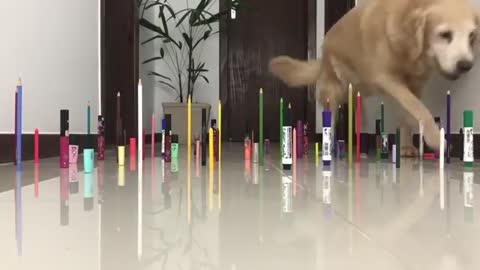 Obstacle Challenge CAT vs DOG funny video