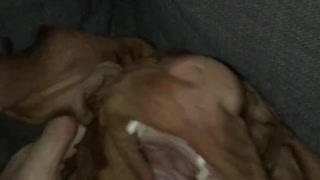 Slowmo brown dog has head shaken back and forth