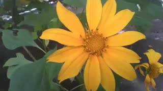 Bonita flor girassol filmada bem de perto, um verdadeiro esplendor de beleza [Nature & Animals]