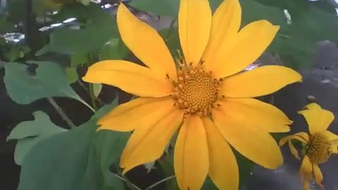 Bonita flor girassol filmada bem de perto, um verdadeiro esplendor de beleza [Nature & Animals]