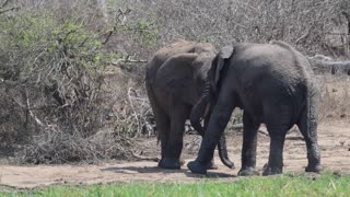 Young Elephants Practice Testing Their Strength