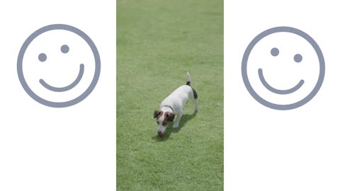 A Puppy Fetching a Ball