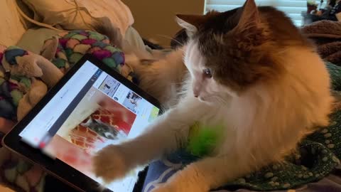 Cat Watches Videos of Other Cats on Tablet With Concentration