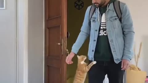 Cat welcoming he's partner