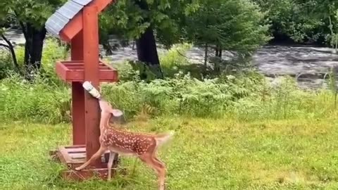 Save baby deer
