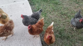 Maximus the rooster and his ladies