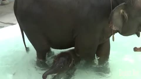 An Elephant Tries To Stand Next To His Mother in The Pool.