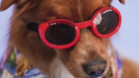 Brown puppy wearing sun glasses