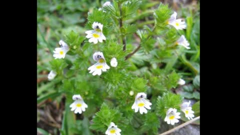 Eufrásia ( Euphrasia officinalis ) serve para conjuntivite, rinite e sinusite